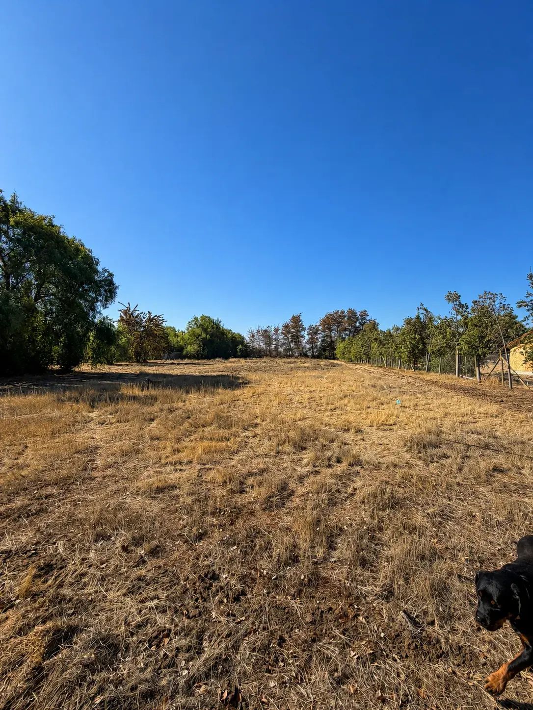 Vista del Lote 7 con pasto y vegetación — Parcela 5.000 m² en Lampa