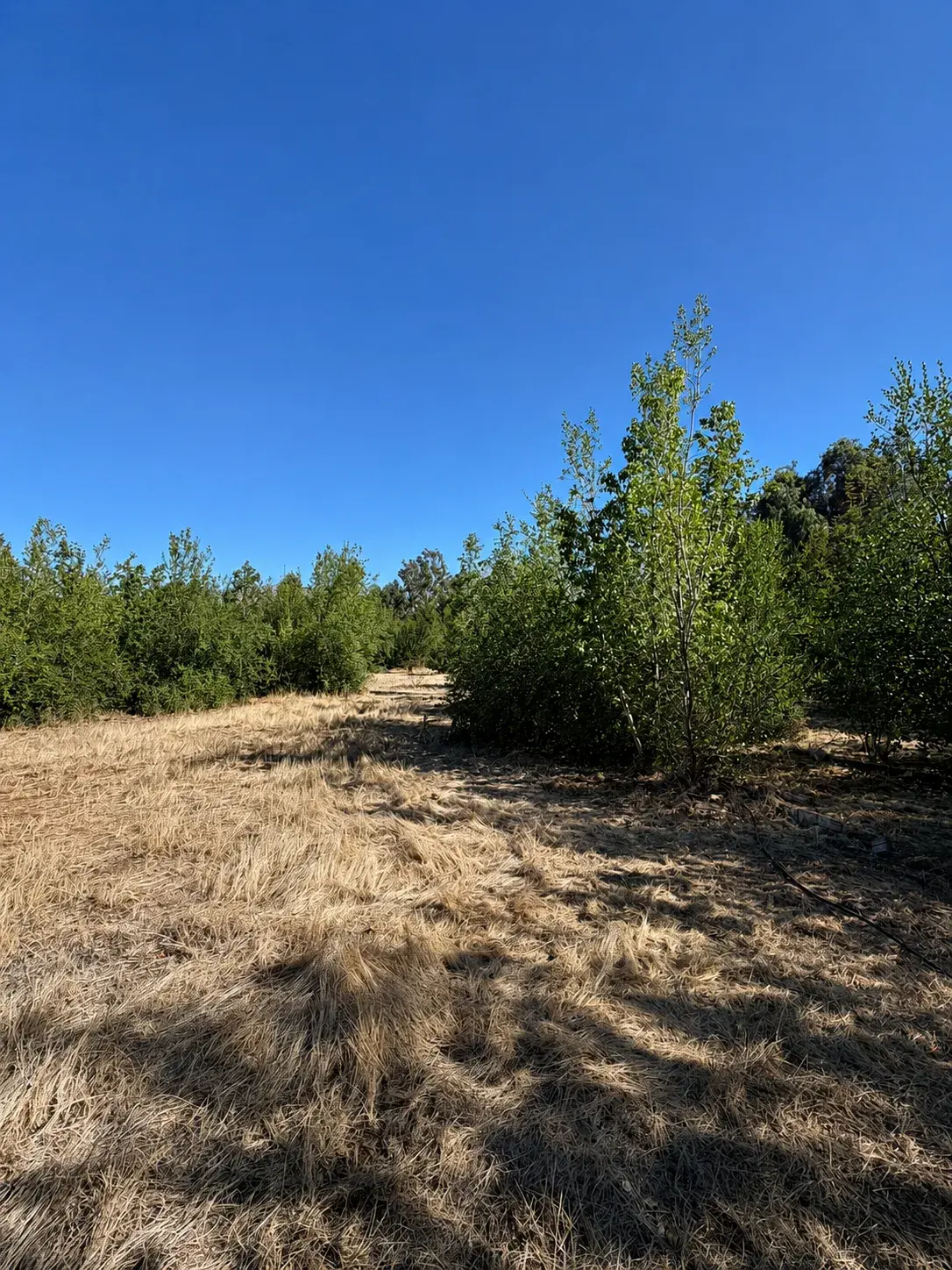 Pasto y vegetación del Lote 8 — Parcela 5.000 m² en Lampa