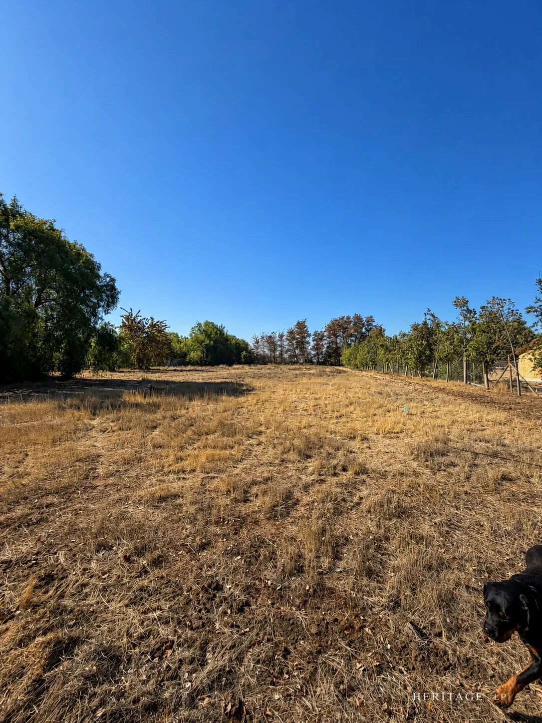Vista del Lote 7 con pasto y vegetación — Parcela 5.000 m² en Lampa