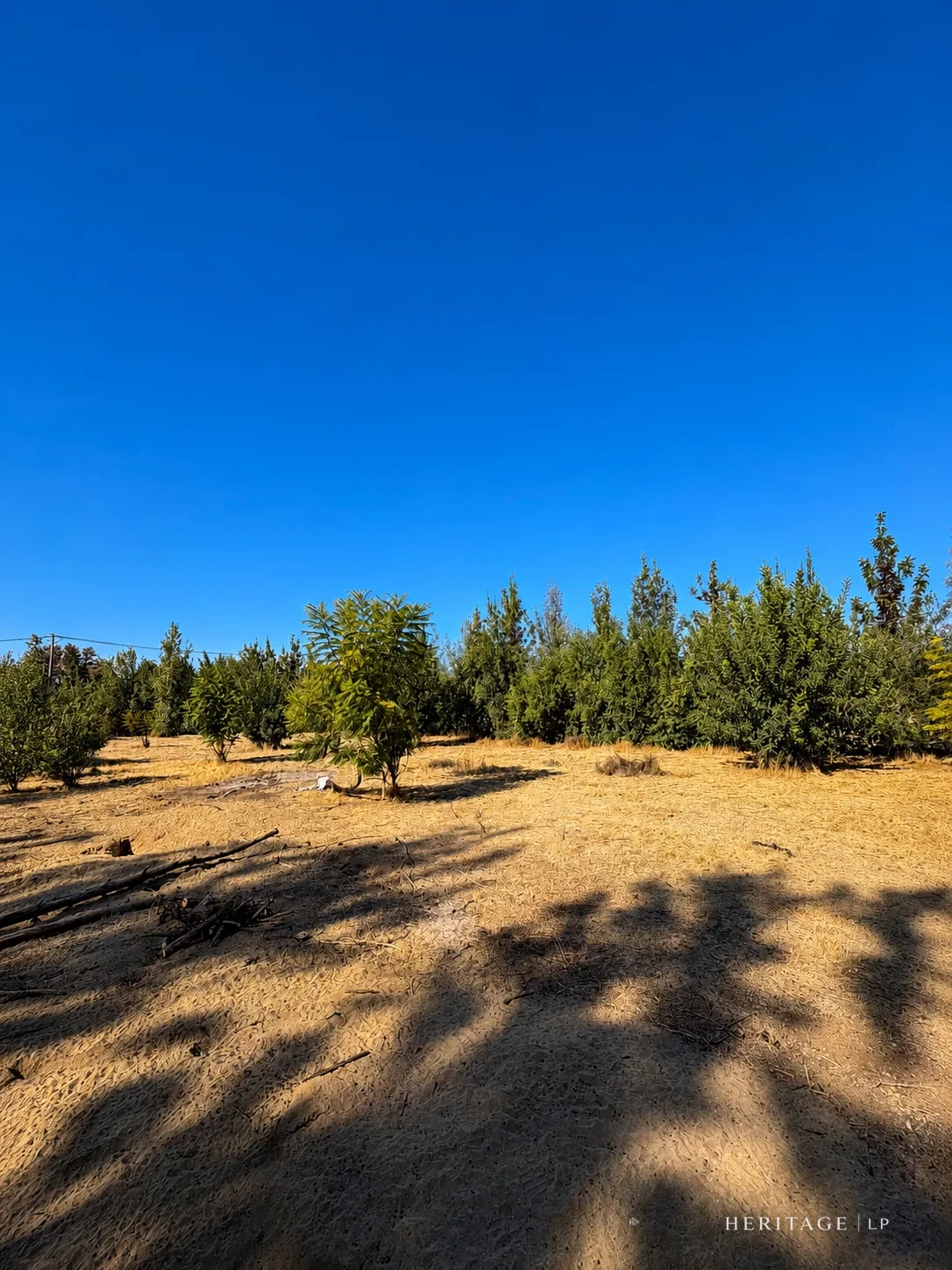 Vista del Lote 8 con árboles y cielo despejado — Parcela en Lampa, ex Hacienda Lampa