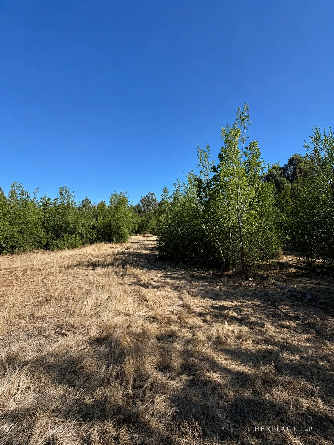 Pasto y vegetación del Lote 8 — Parcela 5.000 m² en Lampa
